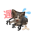 まゆ毛ネコのきな子（個別スタンプ：16）