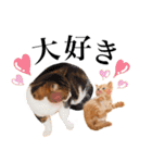 ゆずとらの日常（個別スタンプ：3）