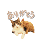ゆずとらの日常（個別スタンプ：17）
