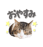 ゆずとらの日常（個別スタンプ：19）