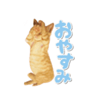 ゆずとらの日常（個別スタンプ：23）