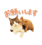 ゆずとらの日常（個別スタンプ：27）