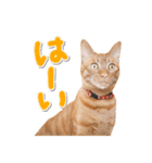ゆずとらの日常（個別スタンプ：29）