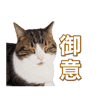 ゆずとらの日常（個別スタンプ：30）
