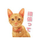 ゆずとらの日常（個別スタンプ：31）