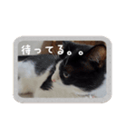 はちわれのももちゃん③（個別スタンプ：2）