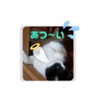 はちわれのももちゃん③（個別スタンプ：3）
