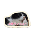 はちわれのももちゃん③（個別スタンプ：4）