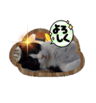 はちわれのももちゃん③（個別スタンプ：5）