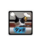 はちわれのももちゃん③（個別スタンプ：7）