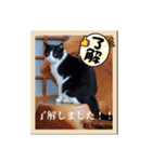 はちわれのももちゃん③（個別スタンプ：13）