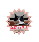 はちわれのももちゃん③（個別スタンプ：15）