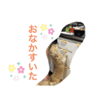 にぃな＆ハムコレクション（個別スタンプ：9）