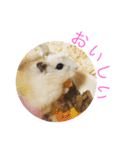 にぃな＆ハムコレクション（個別スタンプ：16）