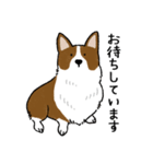 コーギー犬のロンくん-renew（個別スタンプ：20）