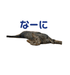 柳沼家の猫（個別スタンプ：1）