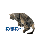 柳沼家の猫（個別スタンプ：2）