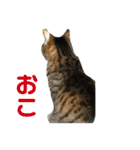 柳沼家の猫（個別スタンプ：3）