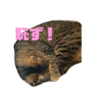 柳沼家の猫（個別スタンプ：4）