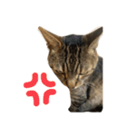 柳沼家の猫（個別スタンプ：5）