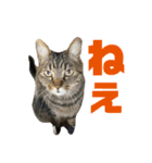 柳沼家の猫（個別スタンプ：7）
