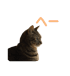 柳沼家の猫（個別スタンプ：8）