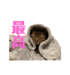 柳沼家の猫（個別スタンプ：9）