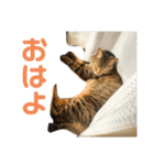 柳沼家の猫（個別スタンプ：10）