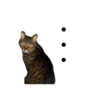 柳沼家の猫（個別スタンプ：13）