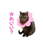 柳沼家の猫（個別スタンプ：14）