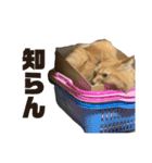 柳沼家の猫（個別スタンプ：15）