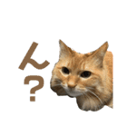 柳沼家の猫（個別スタンプ：16）