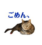 柳沼家の猫（個別スタンプ：17）