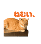 柳沼家の猫（個別スタンプ：18）
