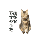 柳沼家の猫（個別スタンプ：19）