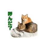 柳沼家の猫（個別スタンプ：20）