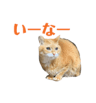 柳沼家の猫（個別スタンプ：21）