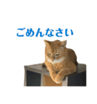 柳沼家の猫（個別スタンプ：22）