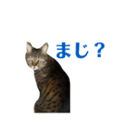 柳沼家の猫（個別スタンプ：23）