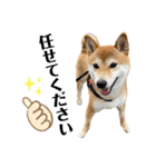 柴犬チビのスタンプ（個別スタンプ：1）