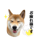 柴犬チビのスタンプ（個別スタンプ：2）
