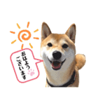 柴犬チビのスタンプ（個別スタンプ：3）