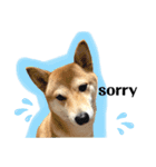 柴犬チビのスタンプ（個別スタンプ：4）