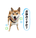 柴犬チビのスタンプ（個別スタンプ：5）