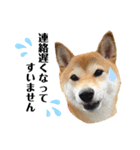 柴犬チビのスタンプ（個別スタンプ：6）