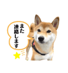 柴犬チビのスタンプ（個別スタンプ：7）