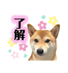 柴犬チビのスタンプ（個別スタンプ：8）