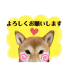 柴犬チビのスタンプ（個別スタンプ：9）