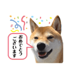 柴犬チビのスタンプ（個別スタンプ：10）