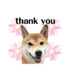 柴犬チビのスタンプ（個別スタンプ：11）